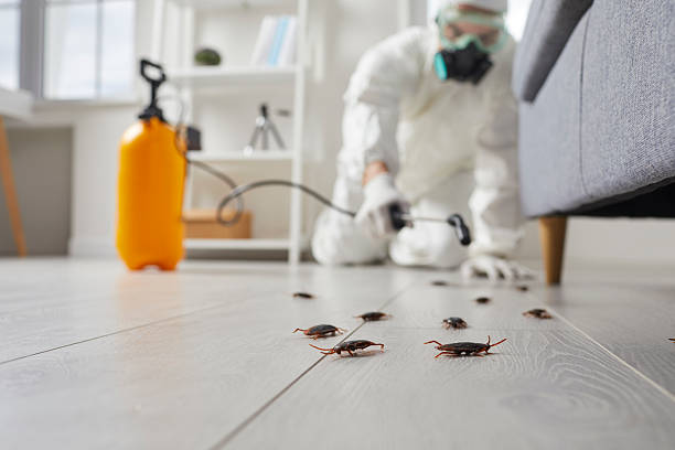 Commercial Rodent Management in Greenville